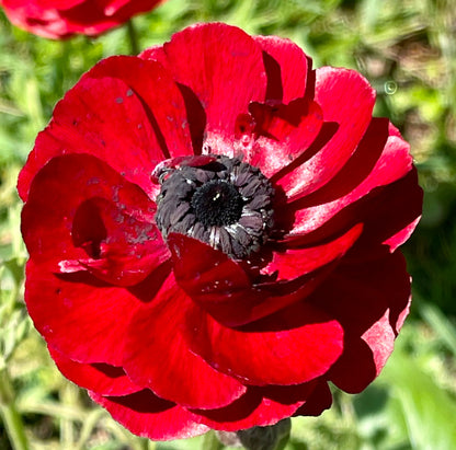 Ranunculus Lucky Dip Mix - 5 CORMS