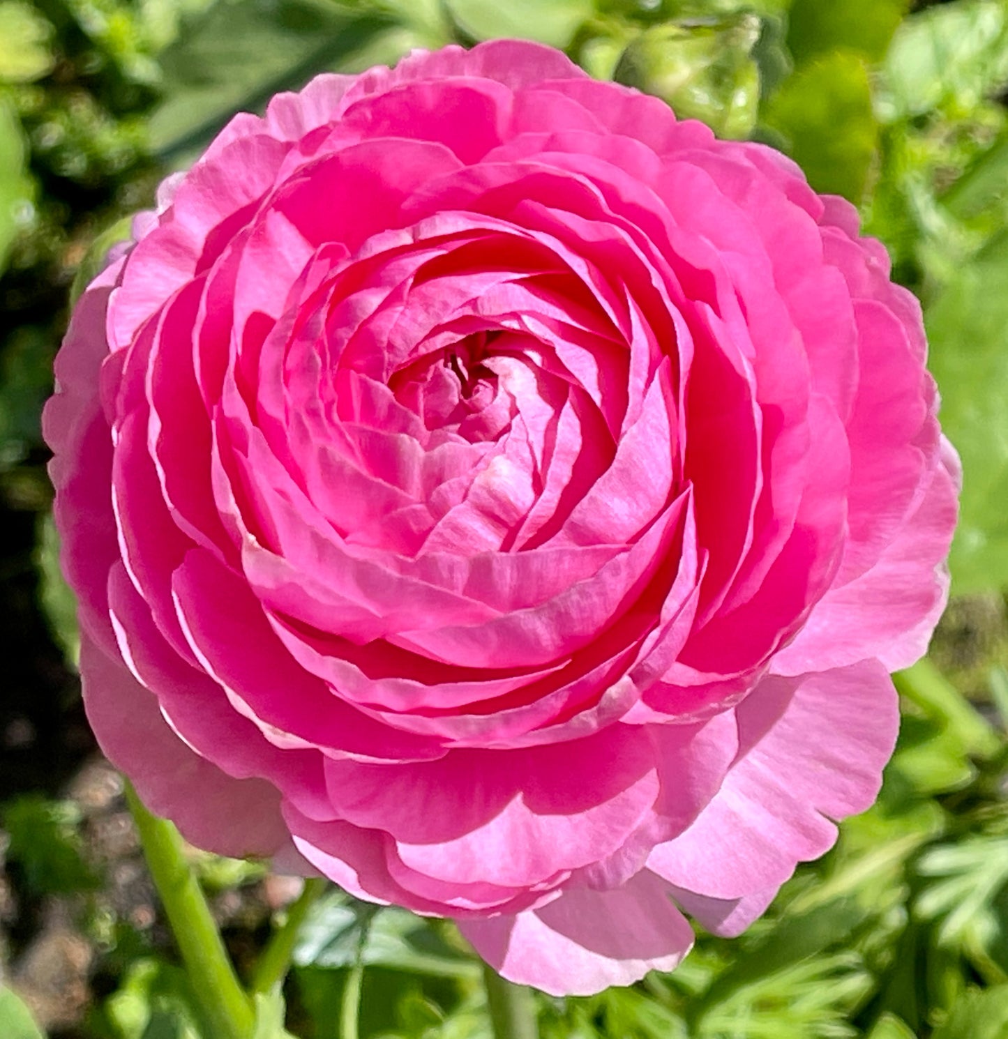 Italian Ranunculus 'Elegance Rosa Scuro 93-10' - 25 SEEDS