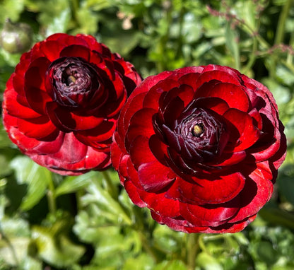 Italian Ranunculus 'Cioccolato 469G' - 5 CORMS