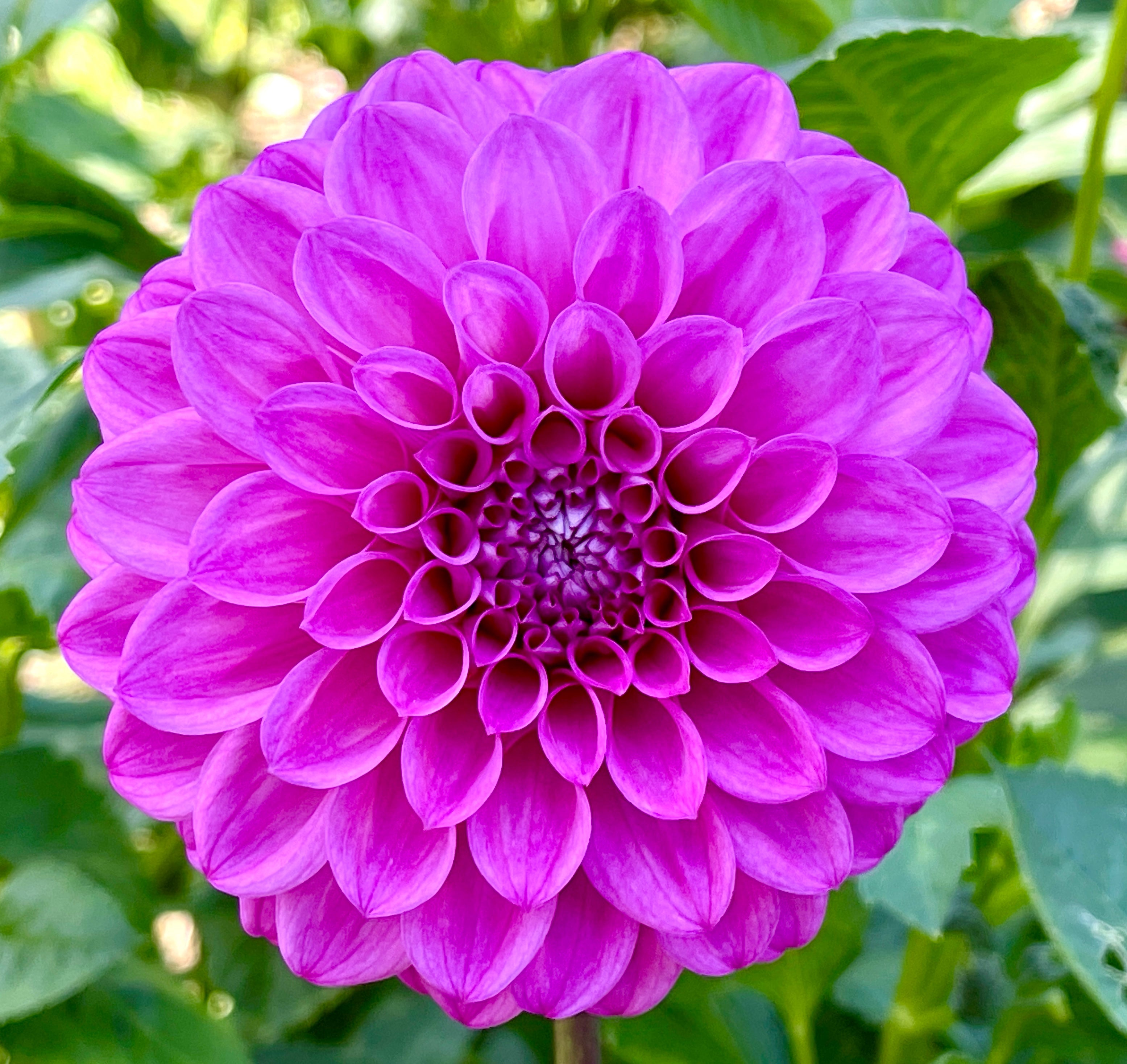 Devan Flower Devon Desire – Southern Highlands Flower Farm