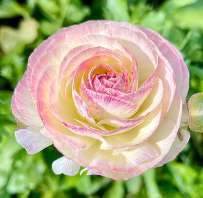 Italian Ranunculus 'Bianco Sfumato' - 5 CORMS