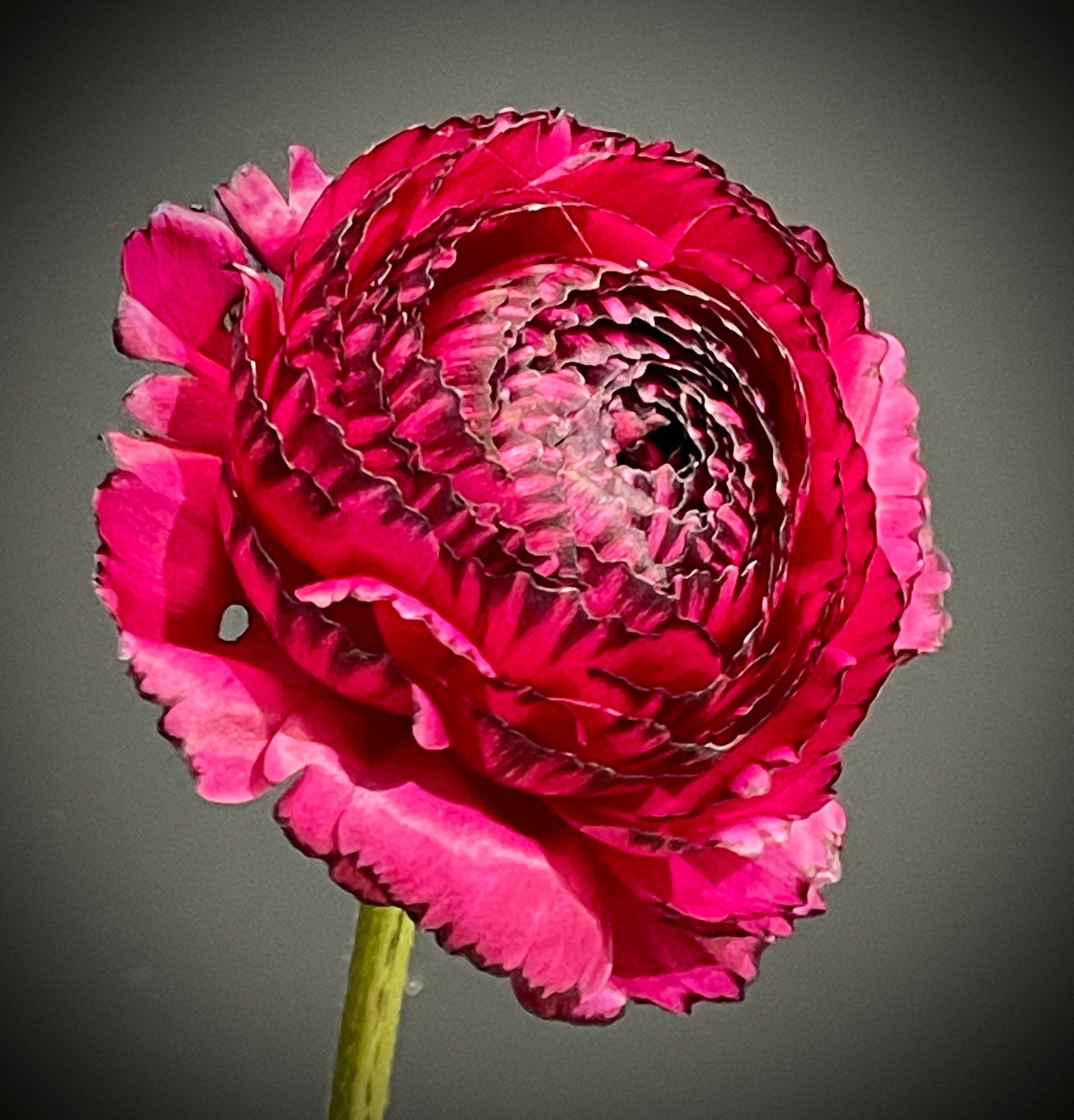 Italian Ranunculus 'Rosa Striato 69-16' - 5 CORMS