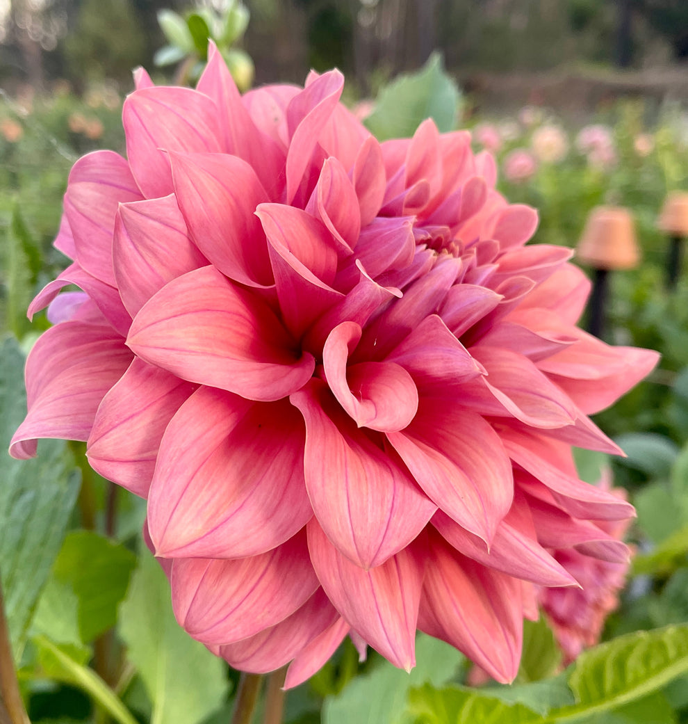 Lileah Caramel Rose – Southern Highlands Flower Farm