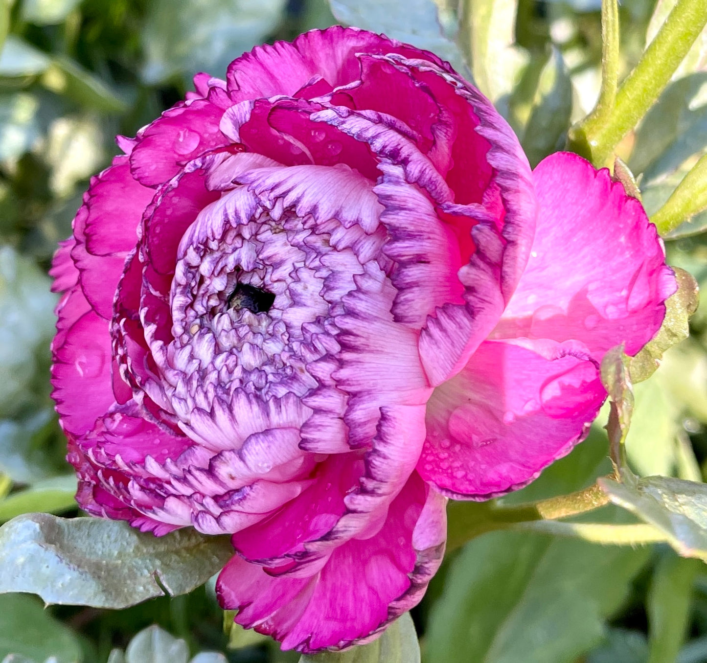 Italian Ranunculus 'Rosa Striato 69-16' - 5 CORMS