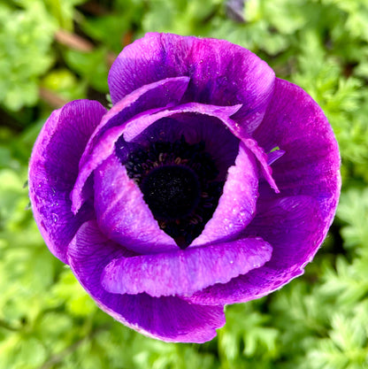 Italian Anemone Rainbow Mix - 5 CORMS