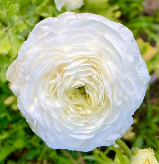 Italian Ranunculus White Mix - 5 CORMS