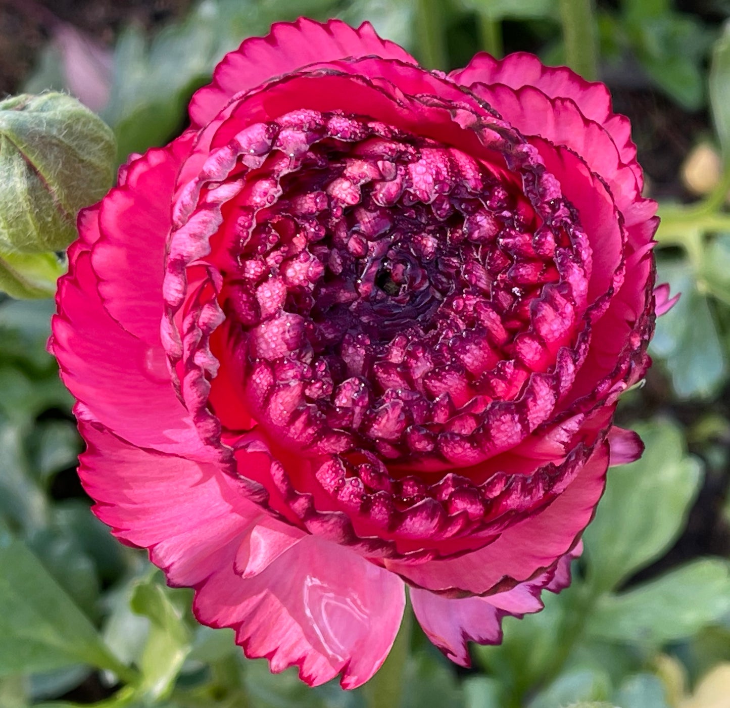 Italian Ranunculus 'Rosa Striato 69-16' - 5 CORMS