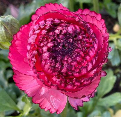 Italian Ranunculus 'Rosa Striato 69-16' - 5 CORMS