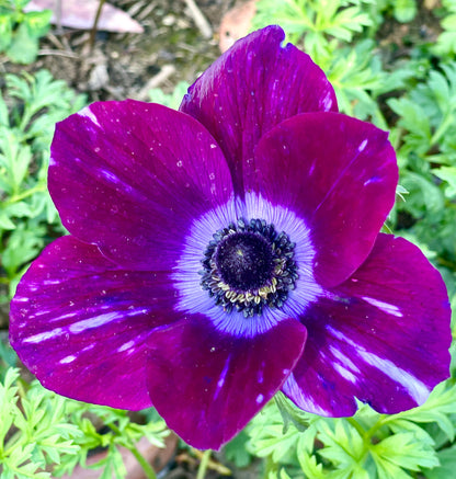 Italian Anemone Rainbow Mix - 5 CORMS