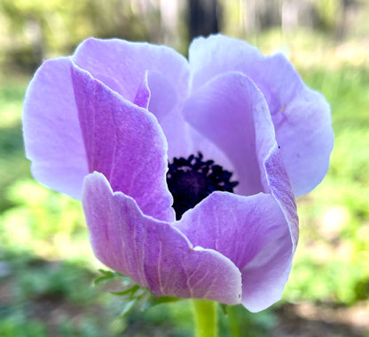 Italian Anemone 'Panda' & 'Rarity' - 5 CORMS