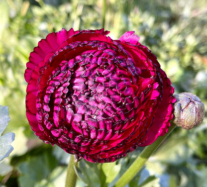 Italian Ranunculus 'Rosa Striato 69-16' - 5 CORMS