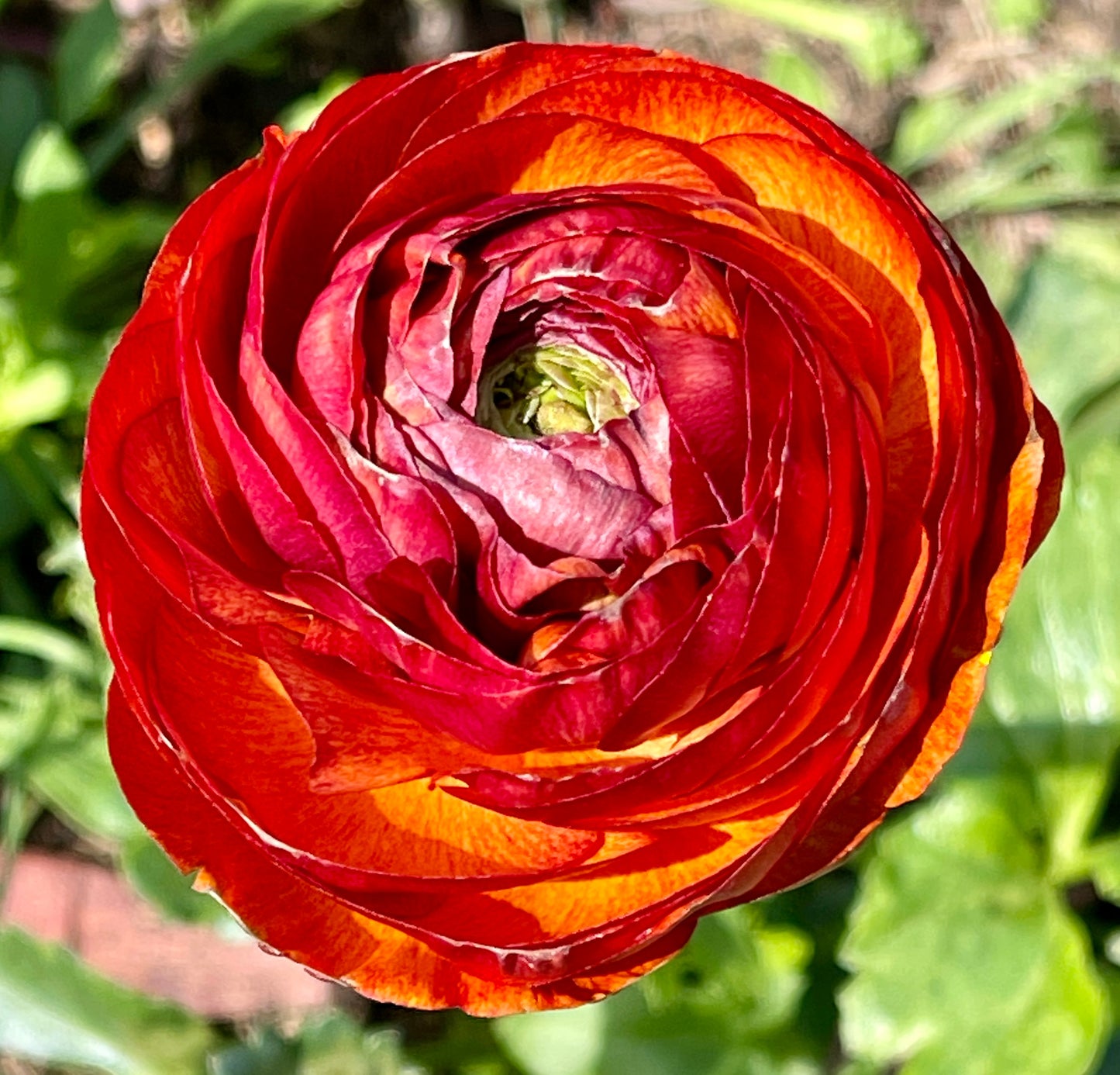 Italian Ranunculus 'Cioccolato 158IP' - 5 CORMS