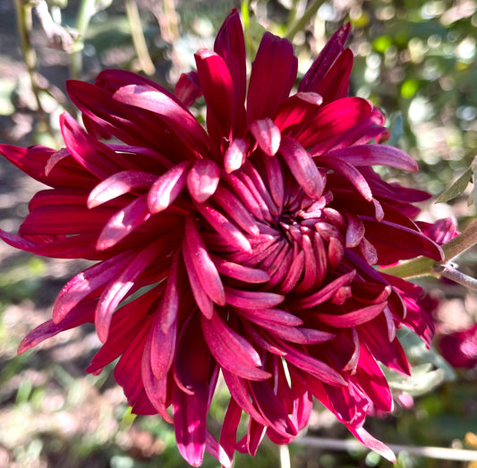 Heirloom Chrysanthemum - DOREEN STATHAM