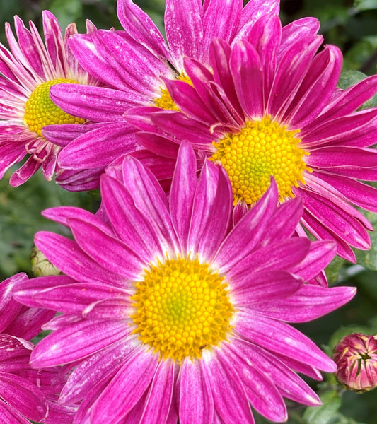 Heirloom Chrysanthemum - SEATON'S DARK PINK SPLATTER