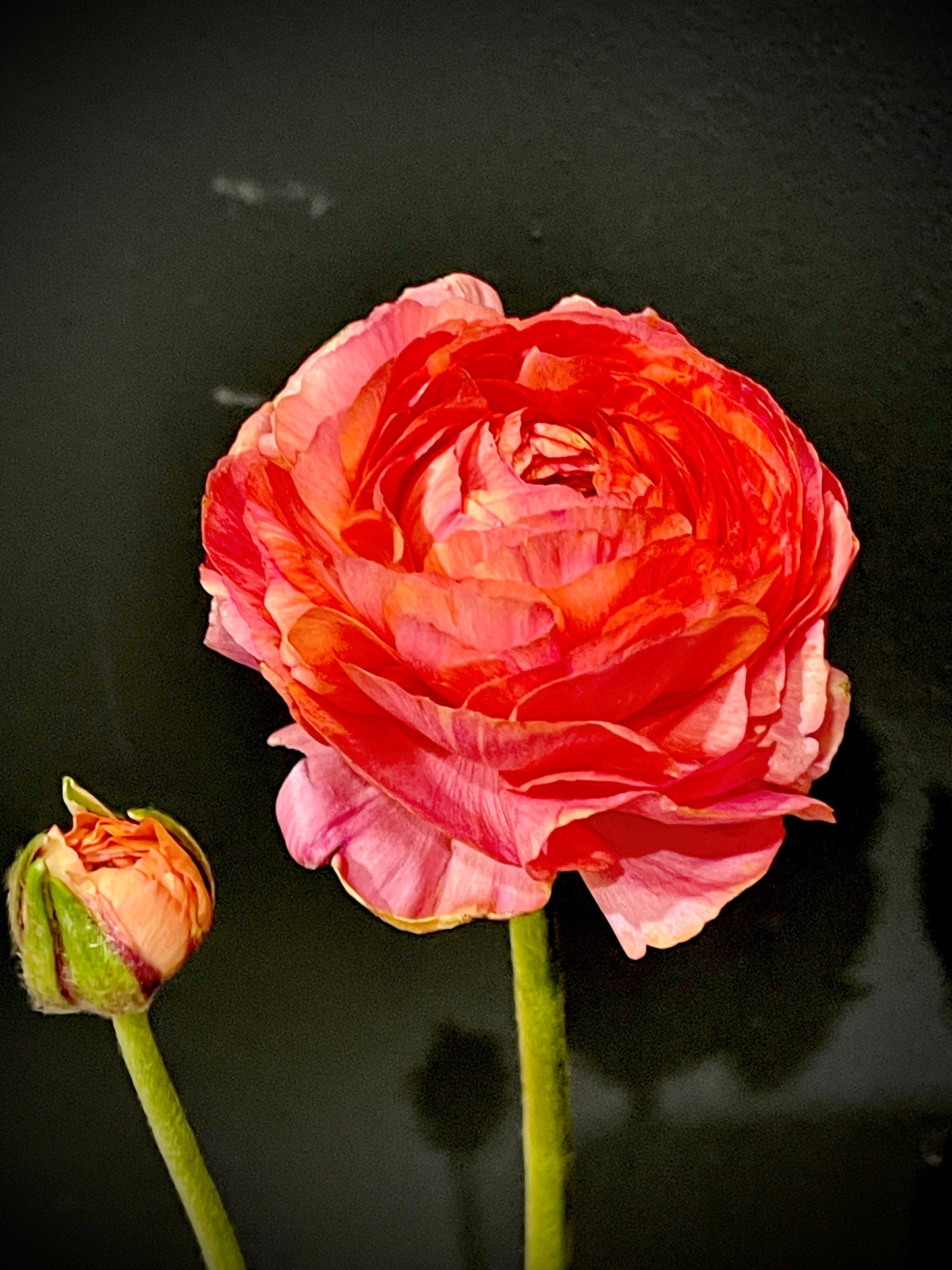 Italian Ranunculus 'Salmone' & 'Pastello' - 5 CORMS