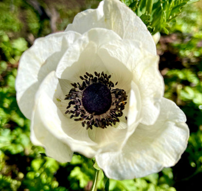 Italian Anemone Rainbow Mix - 5 CORMS