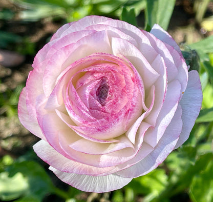 Italian Ranunculus 'Bianco Sfumato' - 5 CORMS