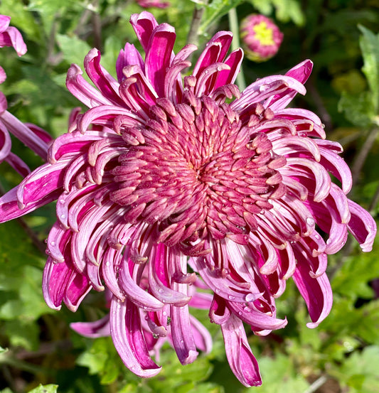 Heirloom Chrysanthemum - KOKKA HARE BUTAI