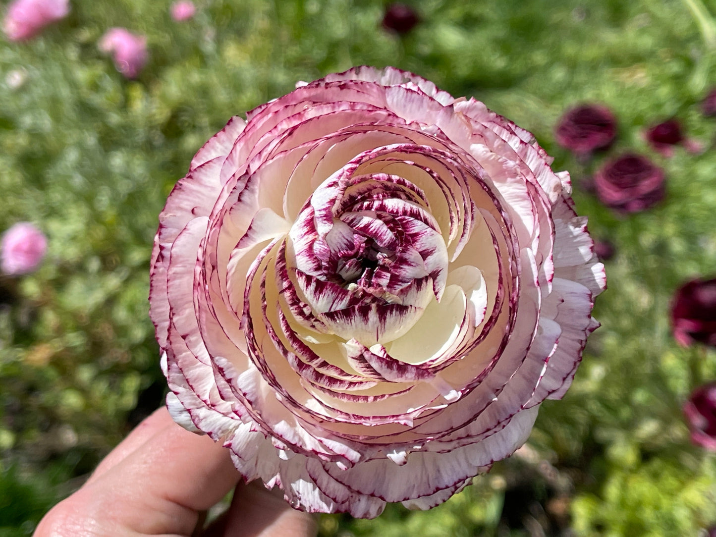 Italian Ranunculus 'Bianco Striato' Mix - 5 CORMS