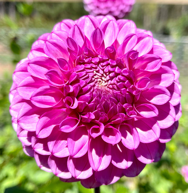 Devan Flower Devon Saigon – Southern Highlands Flower Farm