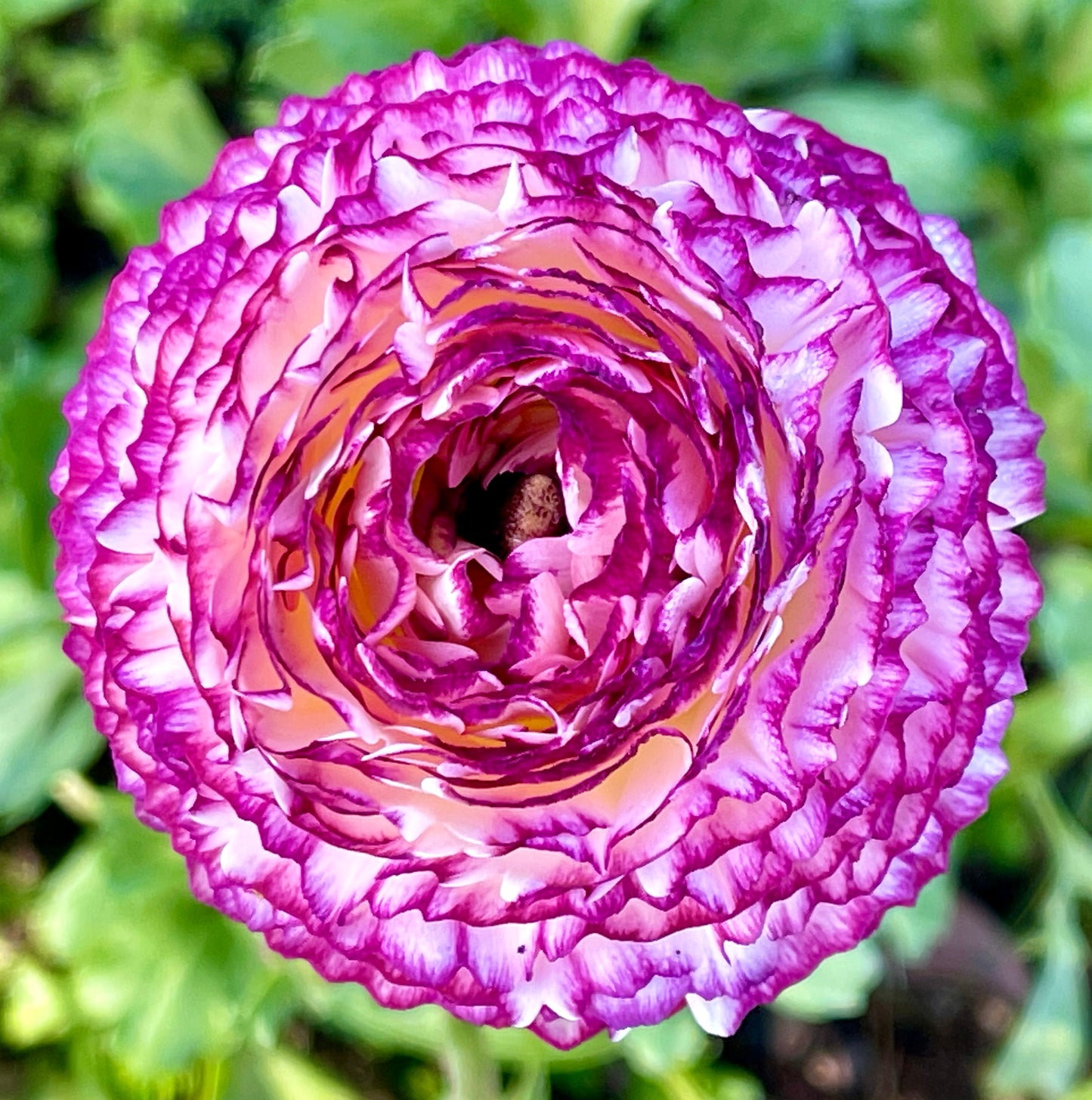 Italian Ranunculus 'Bianco Striato' Mix - 5 CORMS