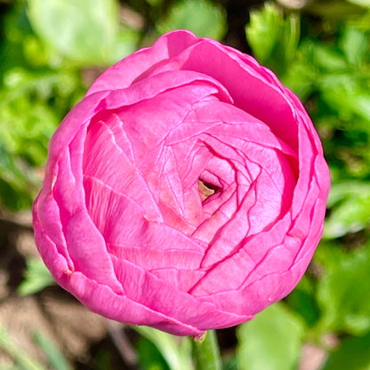 Italian Ranunculus Pink Mix - 5 CORMS