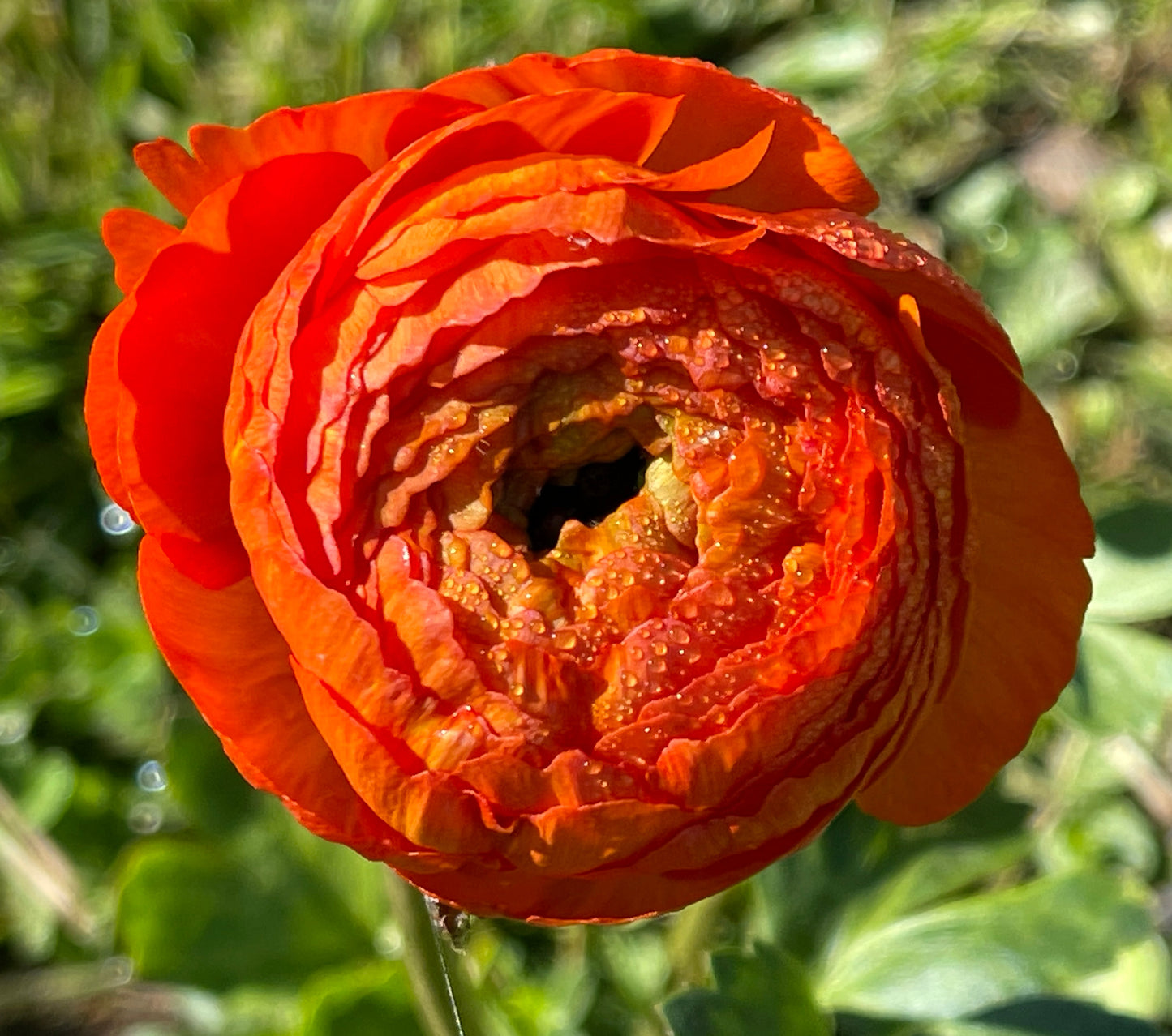 Italian Ranunculus 'Clementine 2548' - 5 CORMS