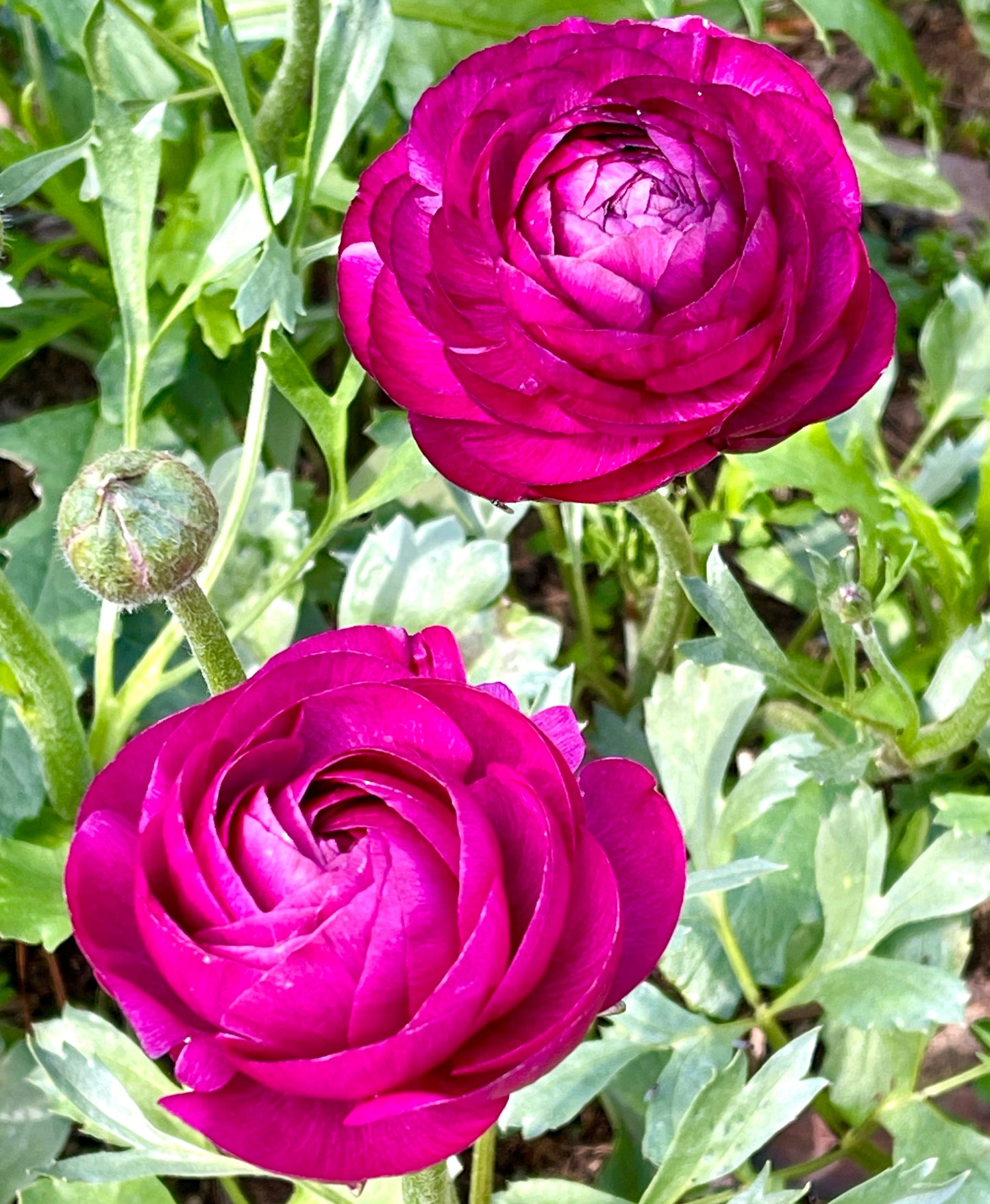 Italian Ranunculus 'Malva 165IP' - 5 CORMS