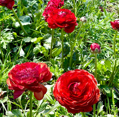 Italian Ranunculus 'Cioccolato 158IP' - 5 CORMS