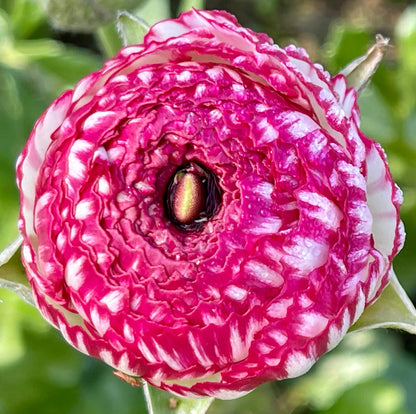 Italian Ranunculus 'Bianco Striato' Mix - 5 CORMS