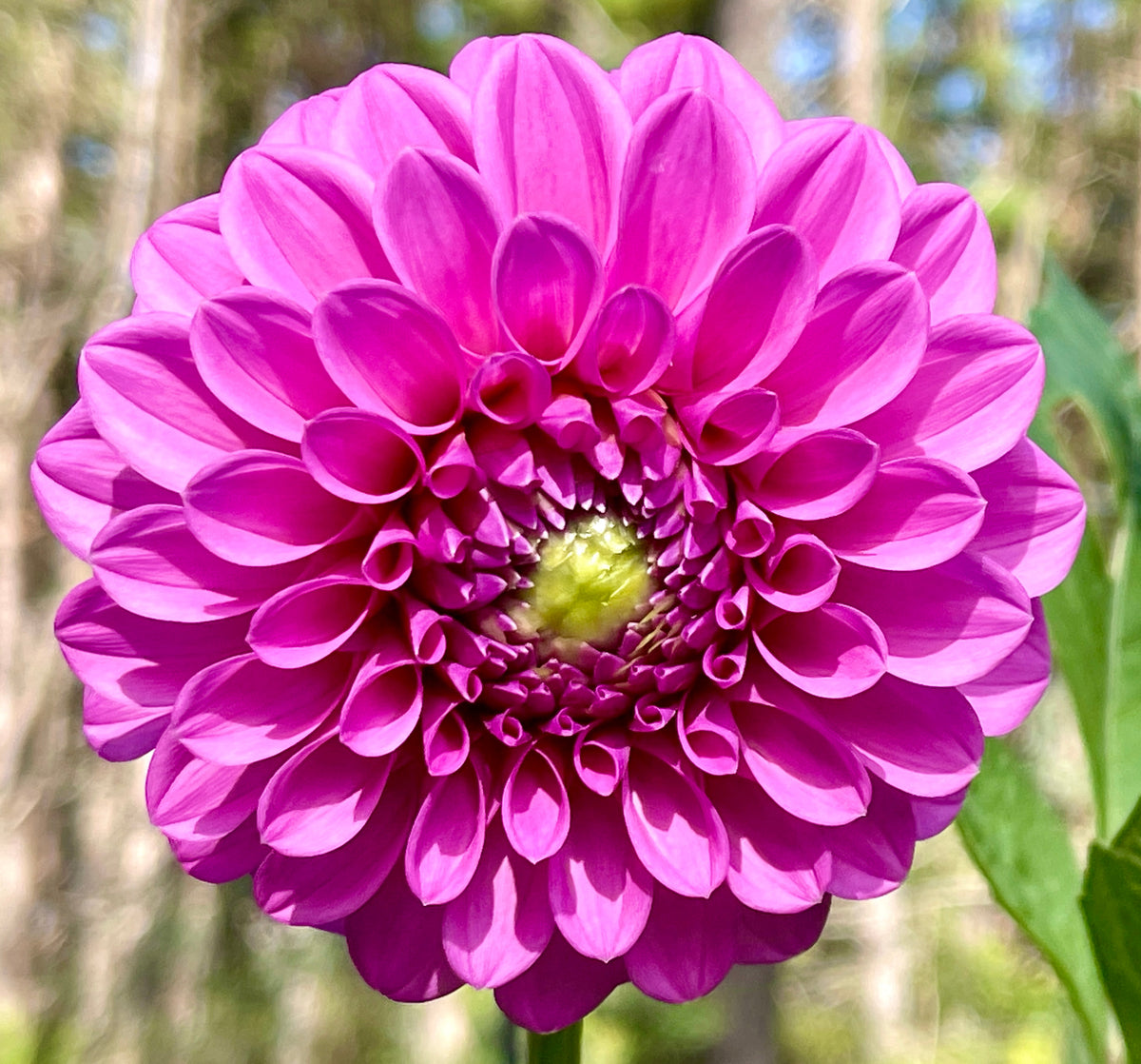Devan Flower Devon Choice – Southern Highlands Flower Farm