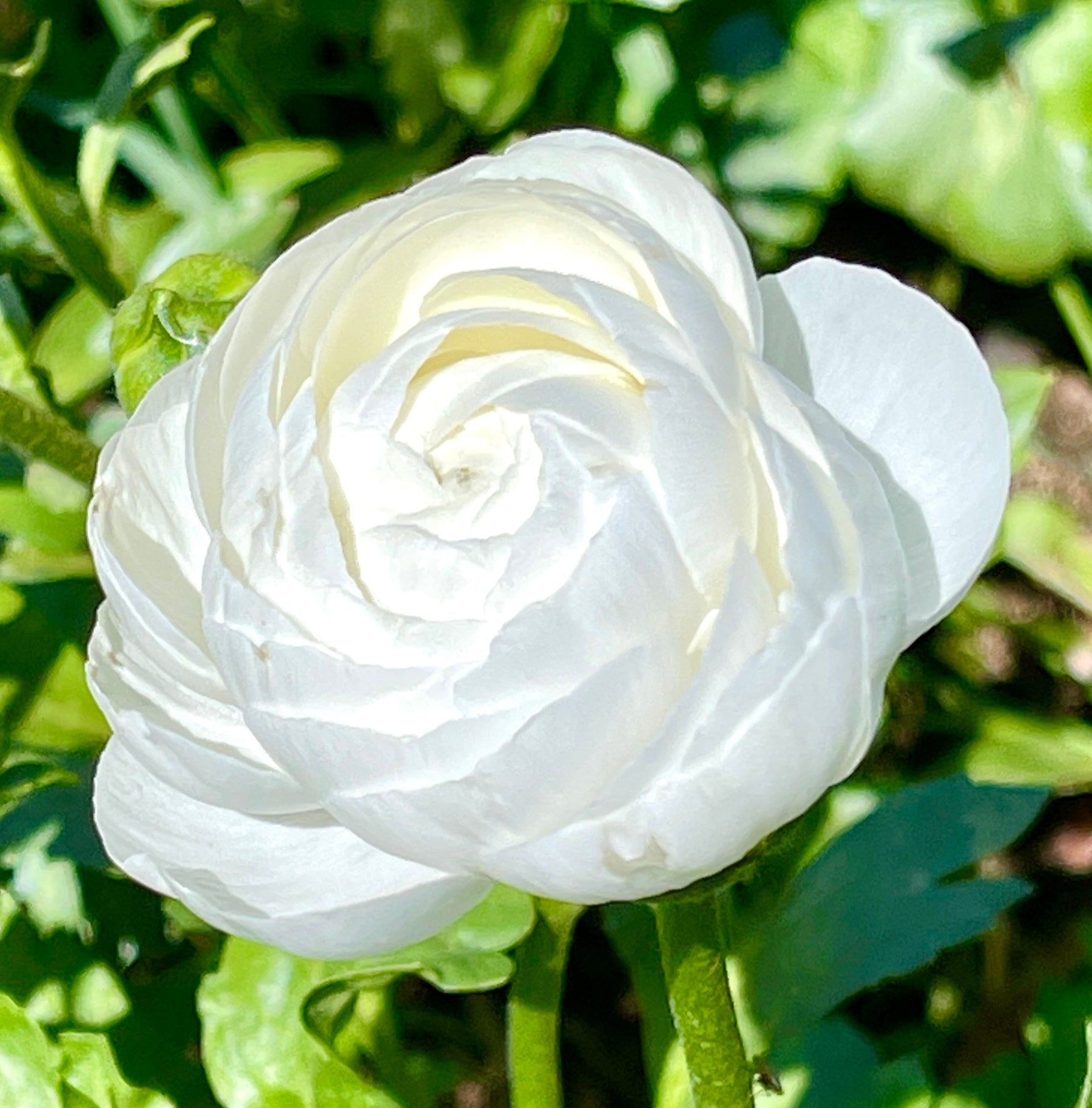 Italian Ranunculus Milka Ranunculus Corms – Southern Highlands Flower Farm
