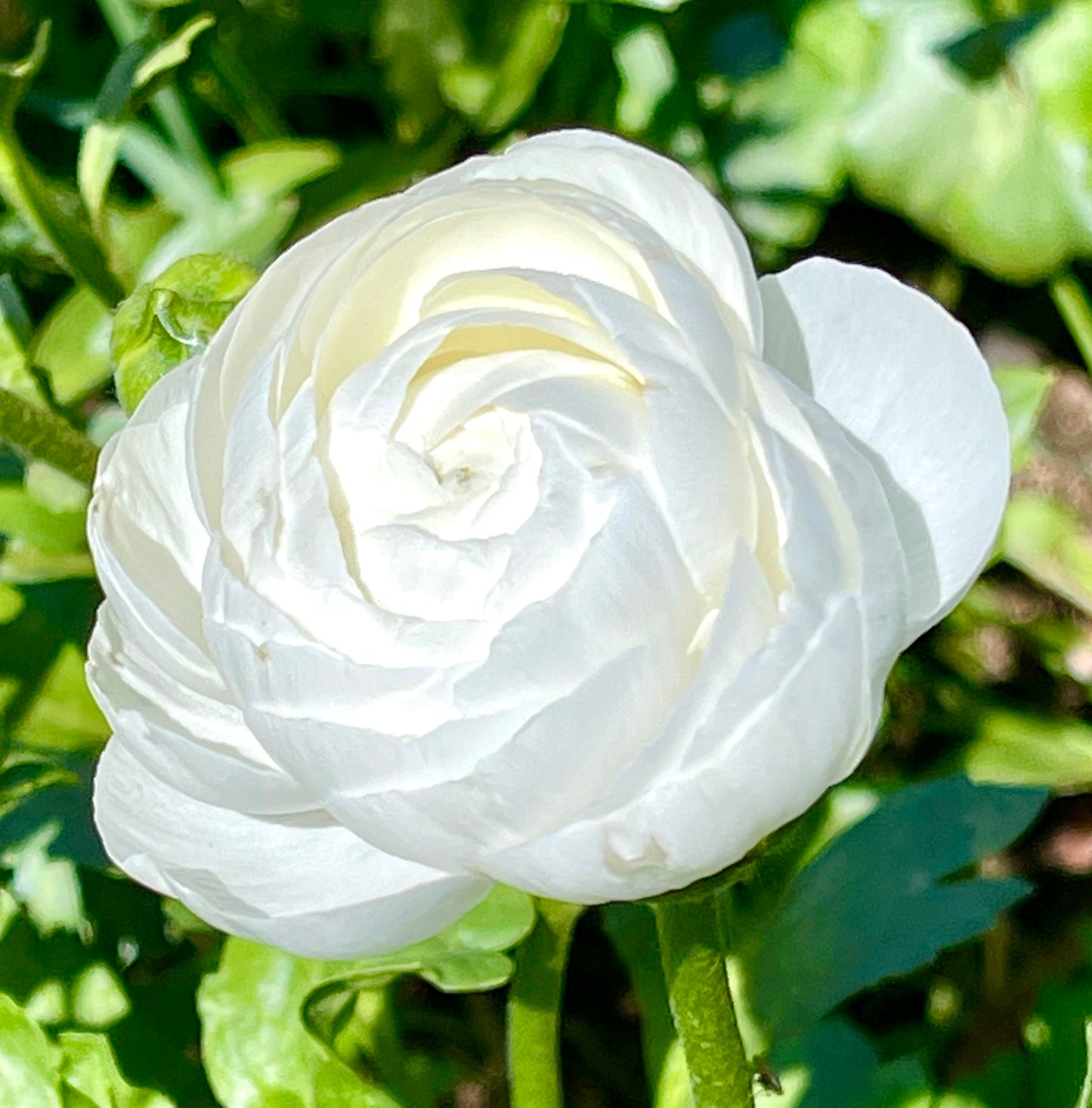 Italian Ranunculus 'Bianco 31-16' - 5 CORMS