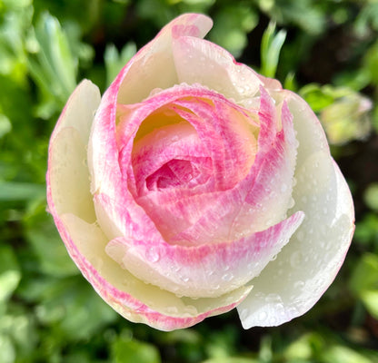 Italian Ranunculus 'Bianco Sfumato' - 5 CORMS