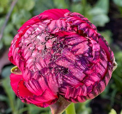 Italian Ranunculus 'Rosa Striato 69-16' - 5 CORMS