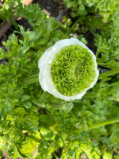 Italian Ranunculus 'Festival Bianco' - 5 CORMS