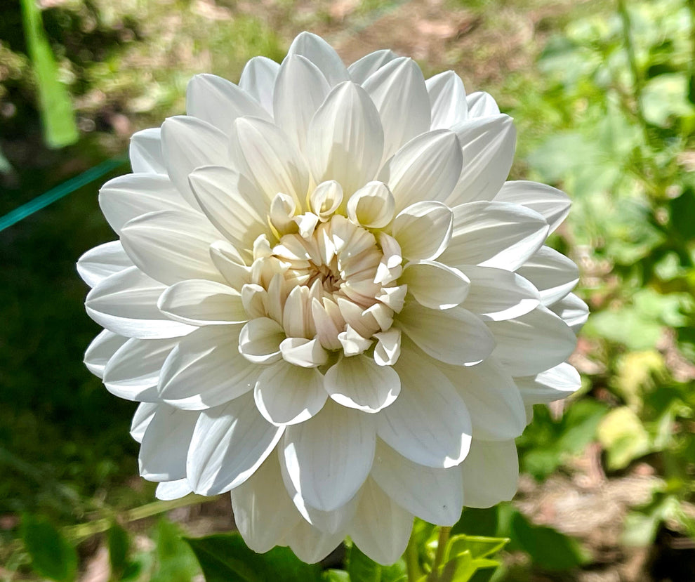 Guyra White – Southern Highlands Flower Farm