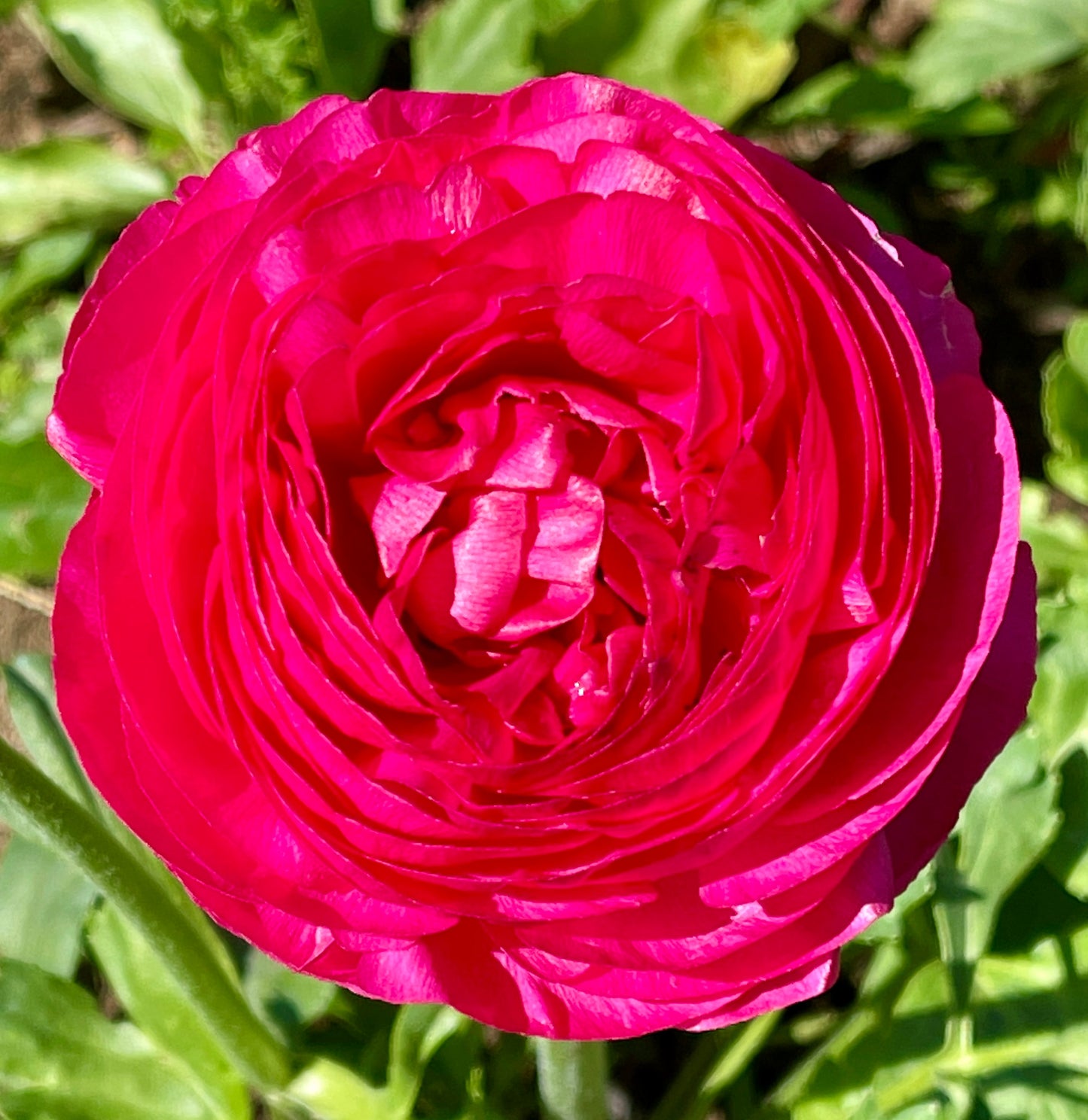 Italian Ranunculus Pink Mix - 5 CORMS