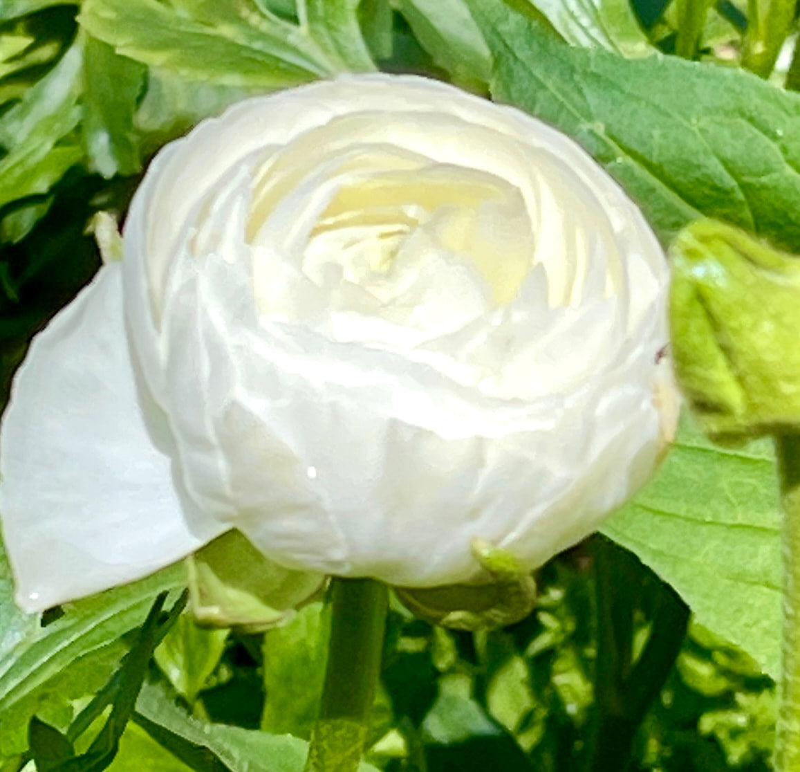 Italian Ranunculus 'Bianco 31-16' - 5 CORMS