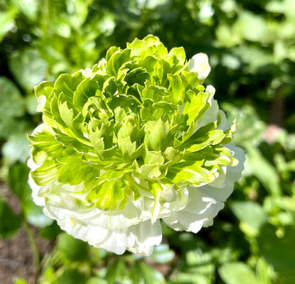 Italian Ranunculus 'Festival Bianco' - 5 CORMS