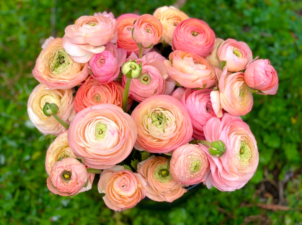 Italian Ranunculus 'Salmone' & 'Pastello' - 5 CORMS