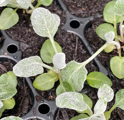 Dusty Miller 'New Look' - SEEDLING