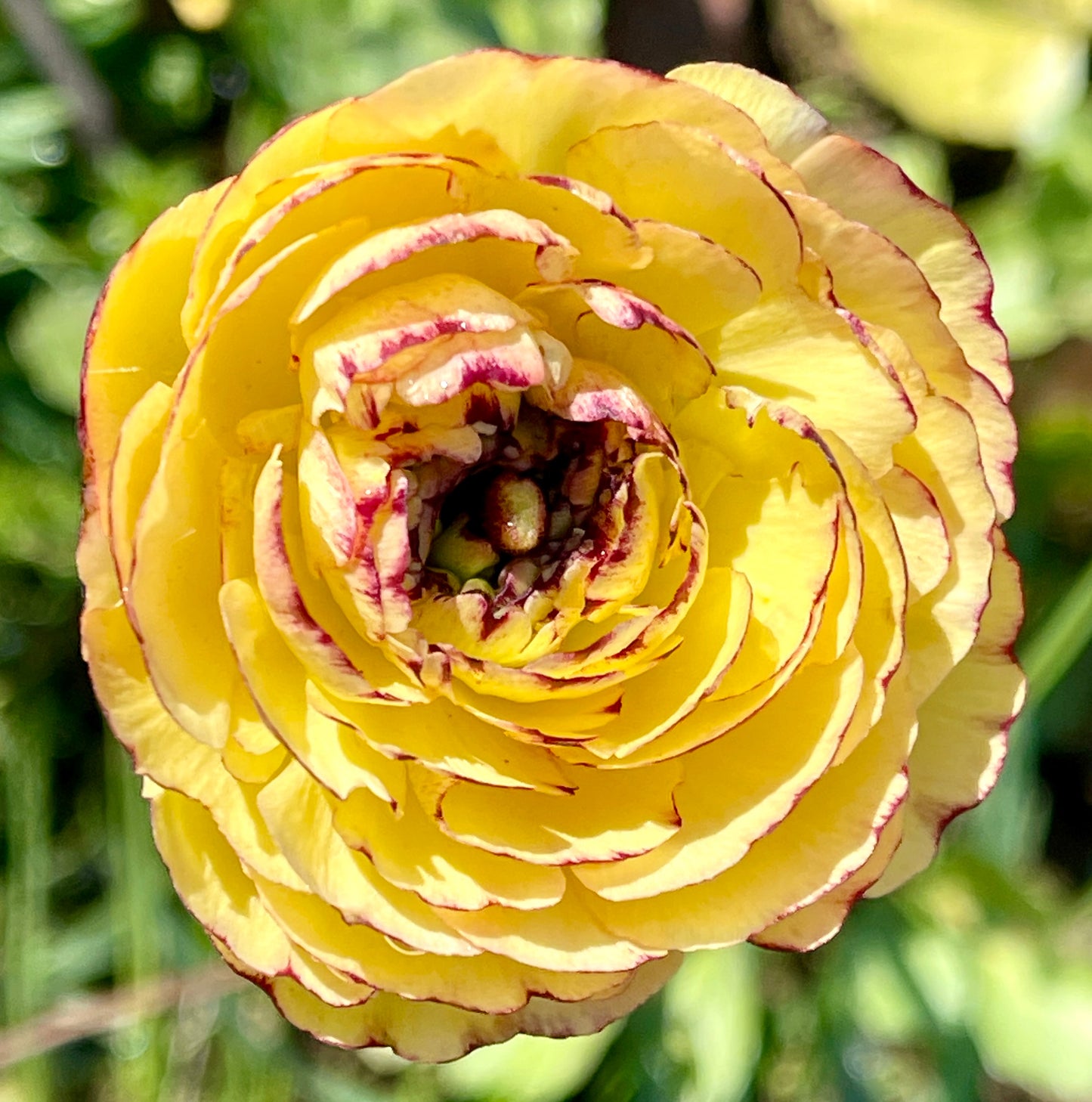 Italian Ranunculus 'Giallo Striato 65-09' - 5 CORMS