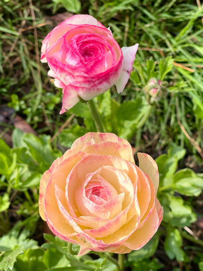 Italian Ranunculus 'Bianco Sfumato' - 5 CORMS