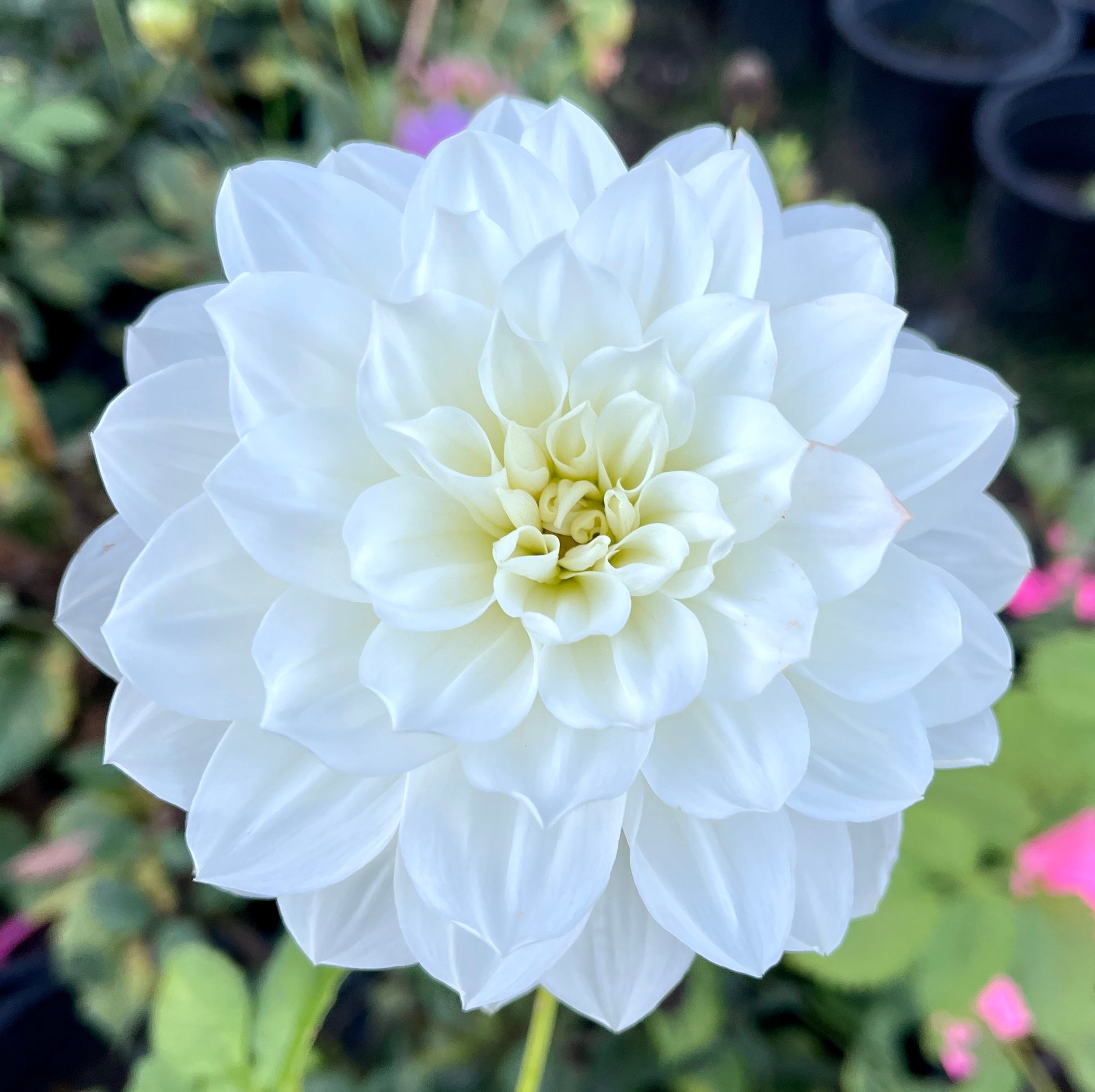white water lily dahlia White Supreme – Southern Highlands Flower Farm