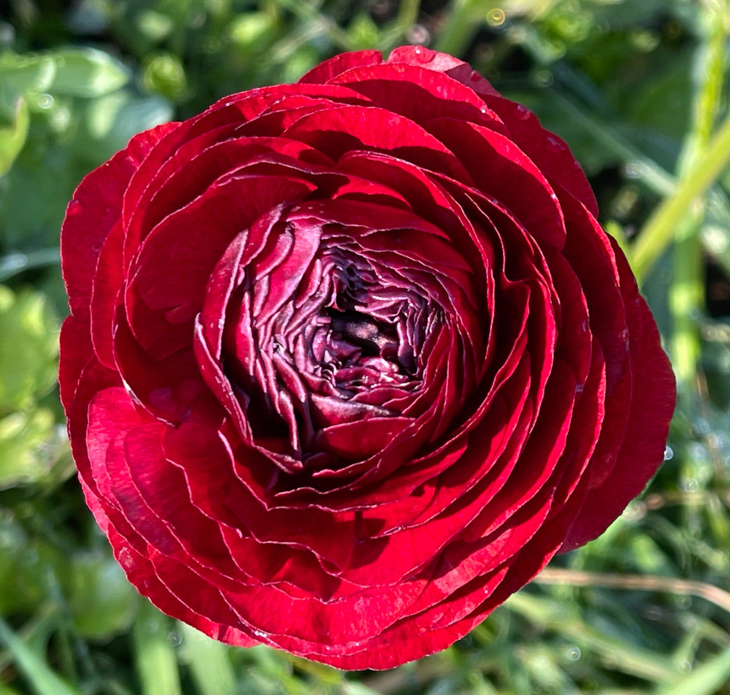 Italian Ranunculus 'Cioccolato 469G' - 5 CORMS