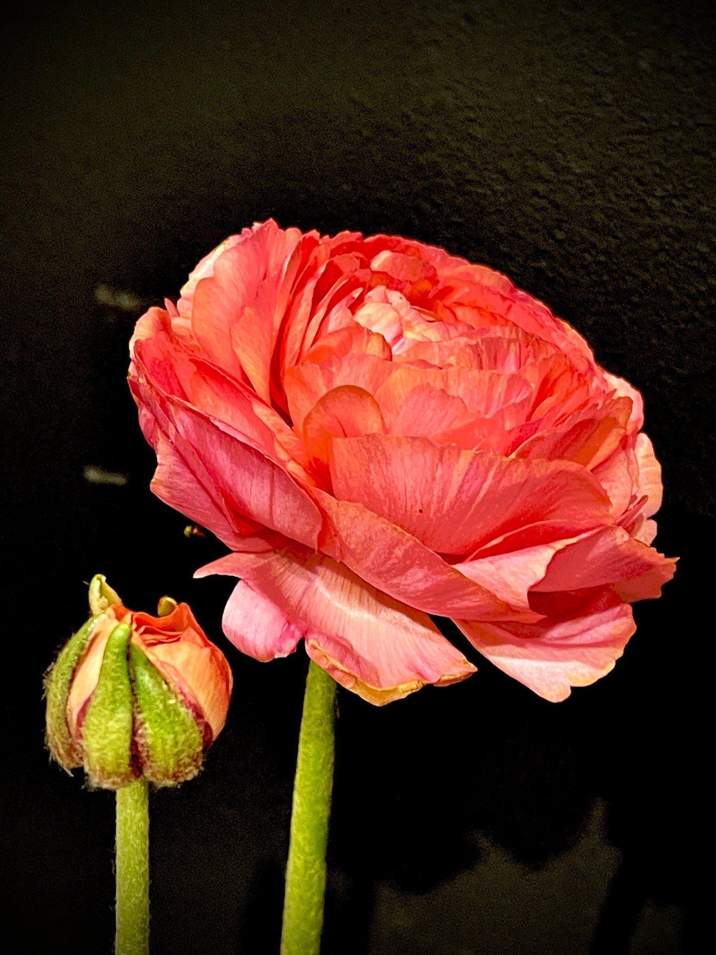 Italian Ranunculus 'Salmone' & 'Pastello' - 5 CORMS