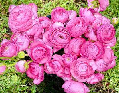 Italian Ranunculus Pink Mix - 5 CORMS