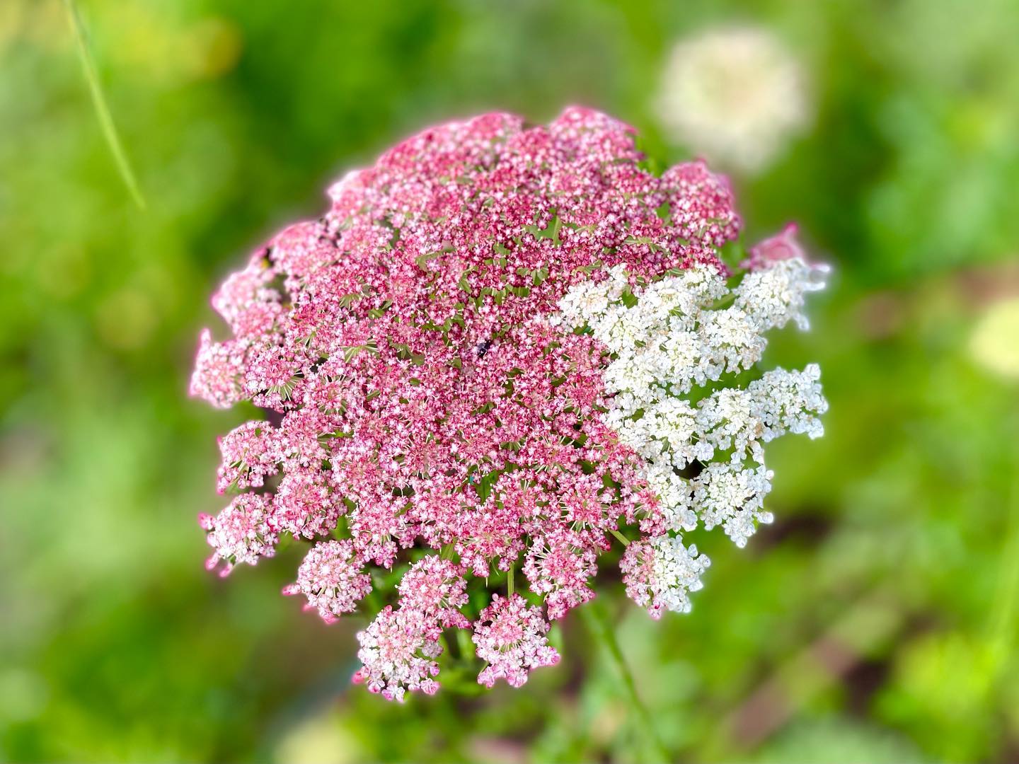 Lace 'Daucus Dara' - SEEDLING