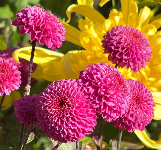 Heirloom Chrysanthemum - FALLS PURPLE